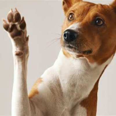 dograisedpaw